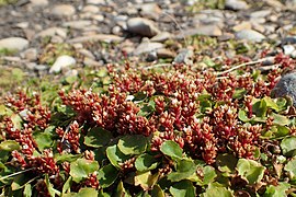 Crassula moschata ✓