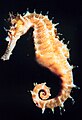 Seahorse