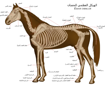 رسم بياني لتشريح الهيكل العظمي للحصان