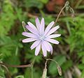 Fleur de Lactuca perennis.