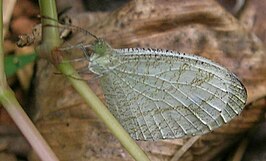 Leptosia nina