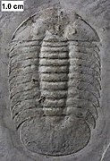 The Silurian styginid trilobite Meroperyx from the Waukesha Biota.