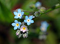 Myosotis sylvatica