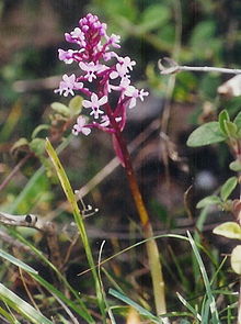 Orchis Brancifortii.jpg