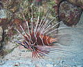 Díszes tűzhal (Pterois radiata)