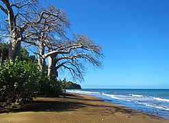 Baobabs africains bordant la Plage de Sakouli à Mayotte (France).