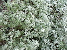 Artemisia absinthium.jpg