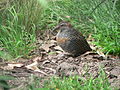 Buff-banded rail