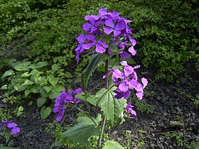 Lunaria annua