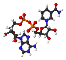 Ball-and-stick model of the oxidized form