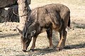 Long-tailed goral