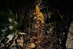 Gyvelkvæler (Orobanche rapum-genistae), fotograferet på Madeira.