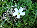 Oxalis incarnata, subida por medio del bot