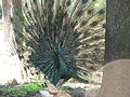 A male green peafowl fanning his train feathers.