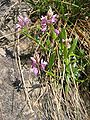 Bittere Kreuzblume (Polygala amara)[14]