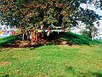 sacred Bodhi tree at Ramagrama stupa, Nepal