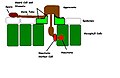 Diagrama representando o processo de infecção dos fungos das ferrugens.