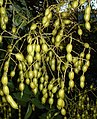 Zoadpeuln van Sophora japonica