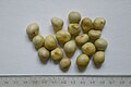 Large (circa 1cm) globose seeds (with scale reference)