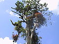 Urwaldbaum in Costa Rica, mit Epiphyten bewachsen