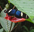 Sara Longwing, Heliconius sara seekor heliconine nymphalid.