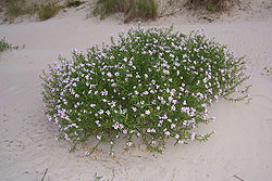 Merisinappi (Cakile maritima)