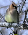 Cedar Waxwing