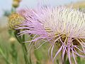 American basketflower