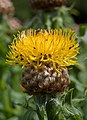 Centaurea macrocephala