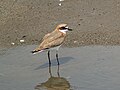 Charadrius mongolus