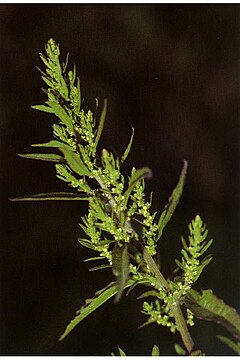 Description de l'image Dysphania ambrosioides NRCS-1.jpg.