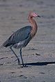 Roodhalsreiger (Egretta rufescens)