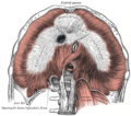 El diafragma. Sota la superfície. Quadrat lumbar visible a la part inferior a la dreta.