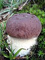 Boletus pinicola