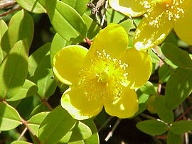 Hypericum × moserianum