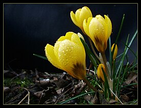 Crocus chrysanthus 'Cream Beauty'