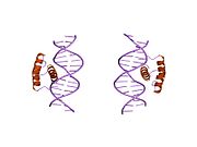 9ant: ANTENNAPEDIA HOMEODOMAIN-DNA COMPLEX