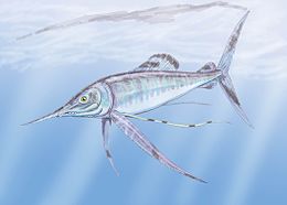 Protosphyraena penetrans