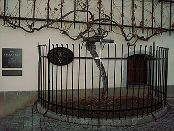 La stara trta de Maribor, la plus vieille vigne du monde (Slovénie)