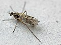 Anisopodidae, venstermuggen