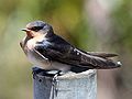 Aŭstralia hirundo