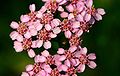 Achillea millefolium (fior)