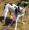 American Rat Terrier