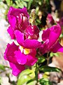 Antirrhinum majus flower