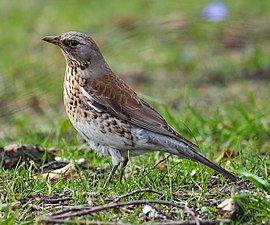 Vèldlyster (Turdus pilaris)