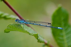 Coenagrion puella