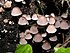 Coprinellus disseminatus