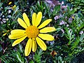 Euryops pectinatus