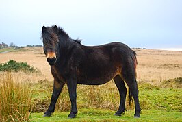 Exmoorpony in zijn natuurlijke omgeving in Exmoor.