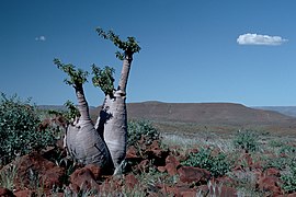 Pachypodium lealii ✓